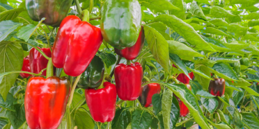 Conservas Vegetales de La Rioja